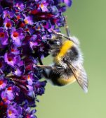 Hummel auf einer Blüte